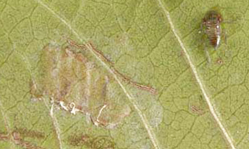 Neonate nymph (upper right) and egg mass (left center) of the glassy-winged sharpshooter, Homalodisca vitripennis (Germar). 