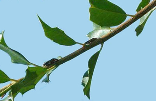 Adult glassy-winged sharpshooters, Homalodisca vitripennis (Germar), feeding on holly. 