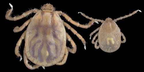 The female (left) and nymph (right) of the Asian longhorned tick, Haemaphysalis longicornis Neumann. Photograph by Lyle Buss, University of Florida.