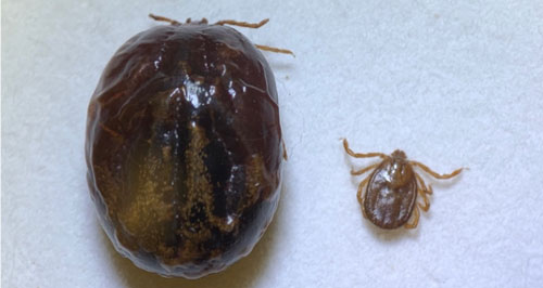 Asian longhorned tick, Haemaphysalis longicornis Neumann, blood fed, engorged (left) and non-blood fed, flat female (right). Photograph by Yuexun Tian. University of Florida.