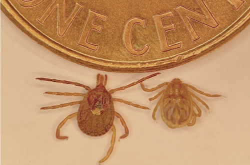 The adult stage of the lone star tick (left), Amblyomma americanum Linnaeus, and female Asian longhorned tick (right), Haemaphysalis longicornis Neumann, compared with a one cent coin. Note the short angular mouthparts on the Asian longhorned tick as compared to long and narrow mouthparts on the long star tick. Photograph by Yuexun Tian, University of Florida. 