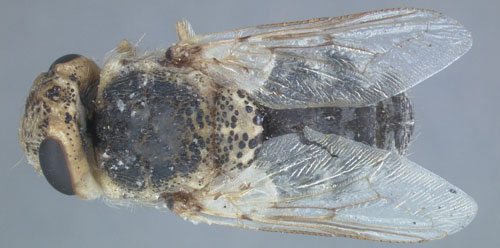 Adult sheep bot fly, Oestrus ovis L.
