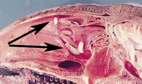 A cross section of a sheep’s nasal cavity, exhibiting larvae of Oestrus ovis L.