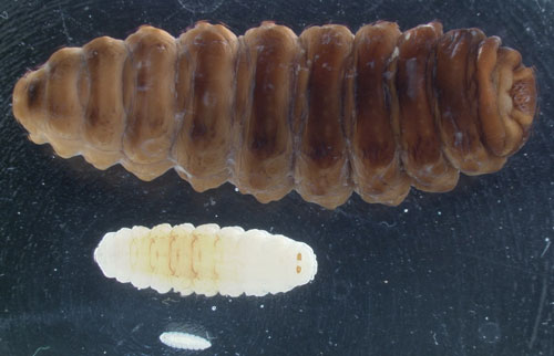 Size comparison of Oestrus ovis L. larval instars, from top to bottom: L3 (up to 30 mm long), L2 (3 to 14 mm long), and L1 (1 mm long).