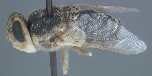 Lateral view of an adult Oestrus ovis L..