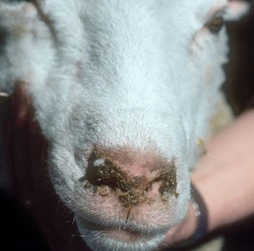 Oestrus ovis L. infestation of a sheep resulting in nasal discharge symptom.