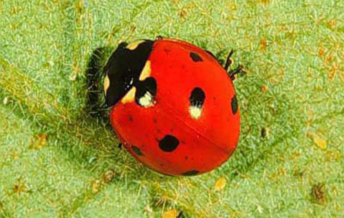 lady beetle