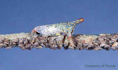 oak treehopper