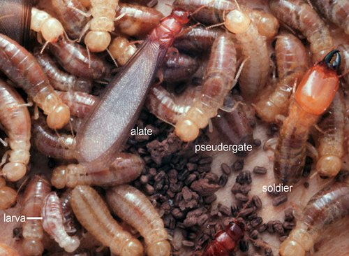 termites