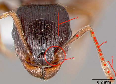 A) Parallel rugae (ridges) running lengthwise on head. B) Antennae with 12 segments (dots representing each segment). C) Characteristic pit formed around antennal insertion. D) Antennal club 3-segmented.