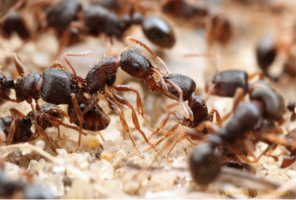Pavement ants from neighboring colonies fight for control over territory.