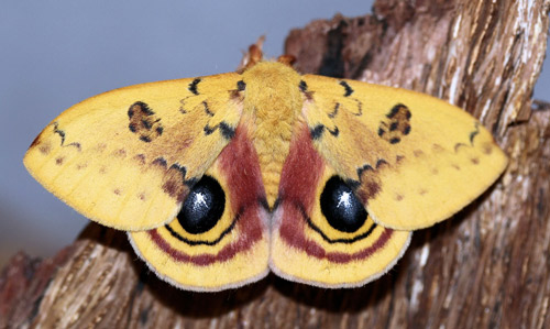 Male Io moth, Automeris io (Fabricius)