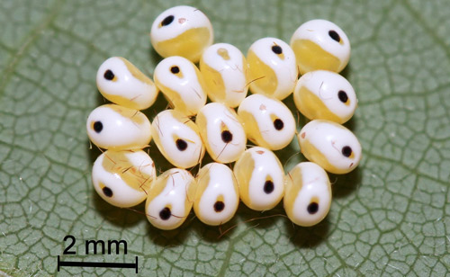 Io moth, Automeris io (Fabricius), 8 day old eggs.