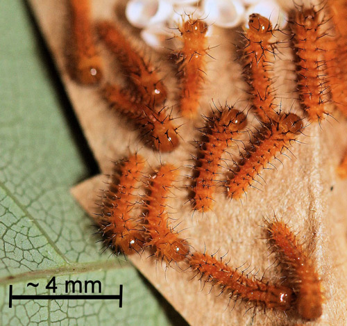 Io moth, Automeris io (Fabricius), newly hatched larvae.