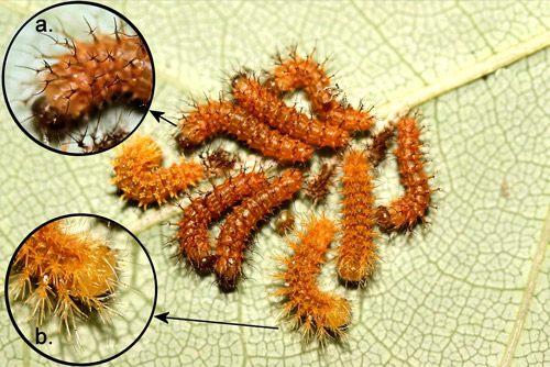 Io moth larvae, Automeris io (Fabricius), first (inset a.) to second (inset b.) instar molt. 