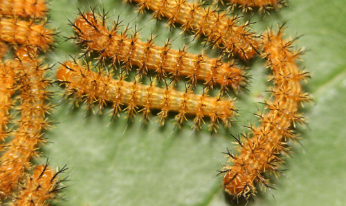 Io moth larvae, Automeris io (Fabricius), third instars.