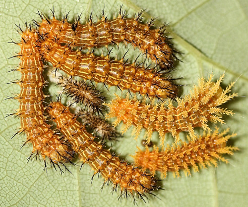 Io moth larvae, Automeris io (Fabricius), third to fourth instar molt. 