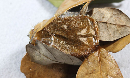 Io moth cocoon, Automeris io (Fabricius), with dead leaf removed for photography.