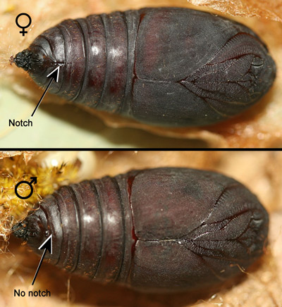 Io moth, Automeris io (Fabricius), female (top) and male (bottom) pupae. 