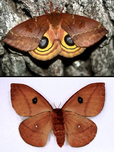 Female io moth, Automeris io (Fabricius), dorsal (top) and ventral (bottom) aspects. 