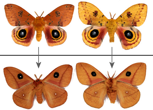 Male Io moths, Automeris io (Fabricius), showing some of the range of color variation - dorsal (top) and ventral (bottom) aspects. The male on the left was from a diapausing pupa - the one on the right from a non-diapausing pupa. 