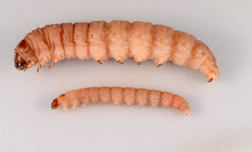 Late instar greater wax moth, Galleria mellonella L., larva (top) and lesser wax moth, Achroia grisella Fabricius, larva (bottom). The two species are similar in appearance with the major difference being size.