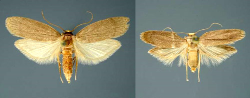 Comparison of female (left) and male (right) lesser wax moths, Achroia grisella Fabricius. Photos are at the same scale. Note that the male is smaller than the female. 