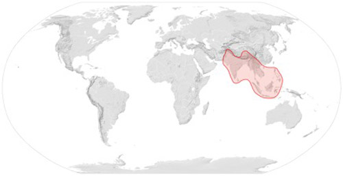 The distribution of Apis dorsata.