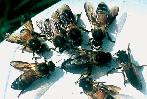 An Apis dorsata queen surrounded by workers.