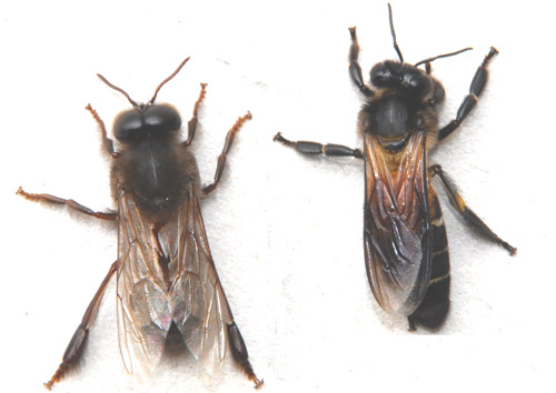 An Apis dorsata drone (left) next to a worker (right).
