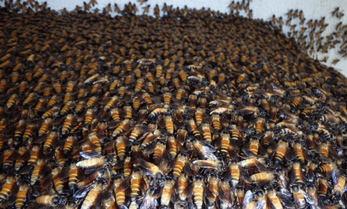 A multiple layer curtain of Apis dorsata formed by hanging workers.