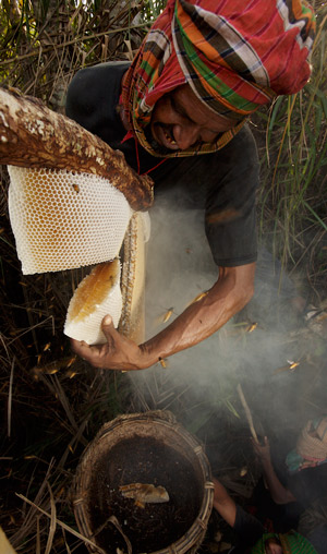 Collecting honey from an Apis dorsata colony.