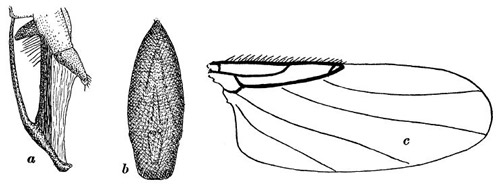 Sketch of Apocephalus borealis featuresin the first specimen description of an adult female: a) lateral (side) view of the female’s ovipositor, b) ventral (underside) view of the female’s ovipositor, c) dorsal (top) view of the right wing.