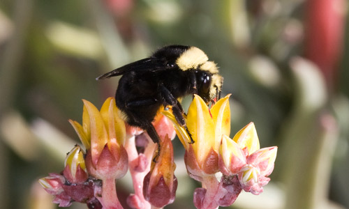 Adult yellow-faced bumble bee, Bombus vosnesenskii. 