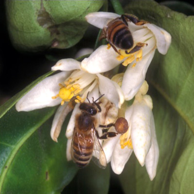 Adult worker honey bee, Apis mellifera.