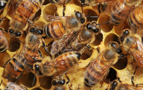 European honey bees, Apis mellifera Linnaeus, on comb in a colony.
