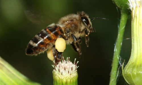 Worker European honey bee, Apis mellifera Linnaeus, with pollen stored in the corbicula of both hind legs.