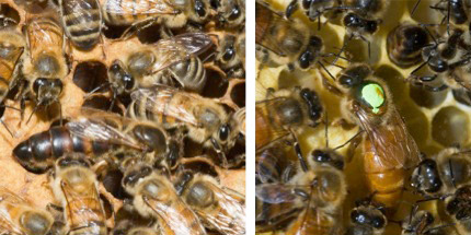 An unmarked queen European honey bee, Apis mellifera Linnaeus (left), and a queen who has been marked with a small dab of paint (right) on comb.