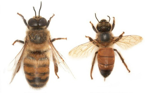 Drone (male) European honey bee, Apis mellifera Linnaeus on the left and a worker European honey bee on the right. 