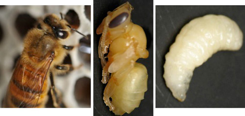 Life stages of a honey bee, larvae (left), pupa (middle), adult (right). 