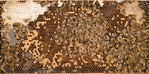 A frame of comb from a managed European honey bee colony containing all life stages of European honey bees, Apis mellifera Linnaeus, and worker bees tending to the developing brood. The queen can be seen in the lower right corner. 