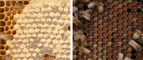 Honey (left) and pollen (right) being stored in wax comb within the colony. 