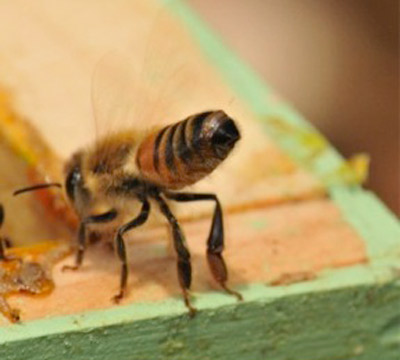 Worker European honey bee, Apis mellifera Linnaeus, exposing the Nasanov gland at the tip of the abdomen and fanning her wings to release Nasanov pheromone when the colony was disturbed by removing the lid. 