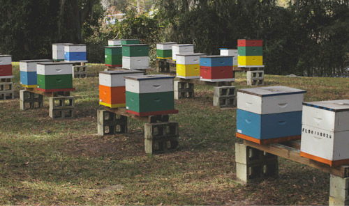 An apiary of managed European honey bee, Apis mellifera Linnaeus, colonies in Langstroth hives. 