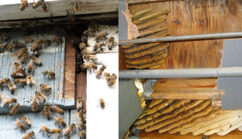 Nuisance colonies of European honey bees, Apis mellifera Linnaeus. Left: worker honey bees at the entrance of a colony in the exterior wall of a house. Right: the underside of a carport roof has been cut away to expose the wax combs of a colony. 