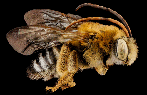 The common long-horned bee, Melissodes communis Cresson, is known for its antennae that can extend all the way to its abdomen