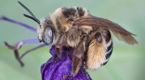 Female long-horned bees, Melissodes communis Cresson, are known to have extremely hairy scopas located on their lower back abdomen