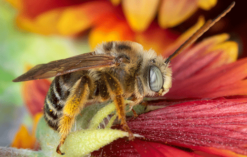 A male common long-horned bee, Melissodes communis Cresson on the North American wildflower Gaillardia pulchella Fouger