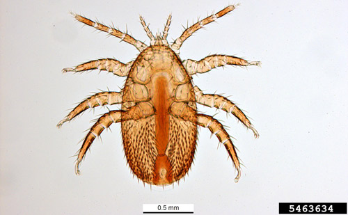 Adult female Tropilaelaps.