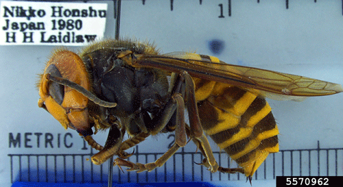 giant asian hornet sting wound